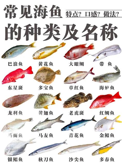 魚的品種|魚類 